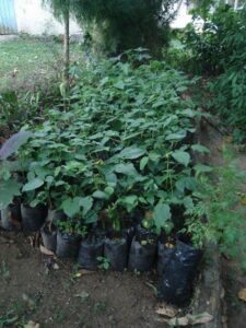 12. Conservación de biodiversidad silvestre