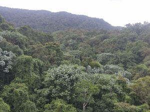 2. Bosques de la región Andina de Colombia