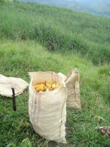 2. Producción agroforestal. Alimentos vegetales