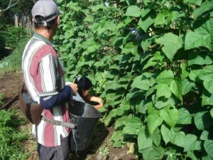 4. Producción agroforestal. Alimentos vegetales