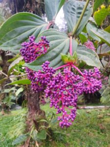 9. Conservación de biodiversidad silvestre