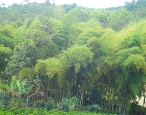 9. Planificación de fincas. Aprovechamiento de la guadua