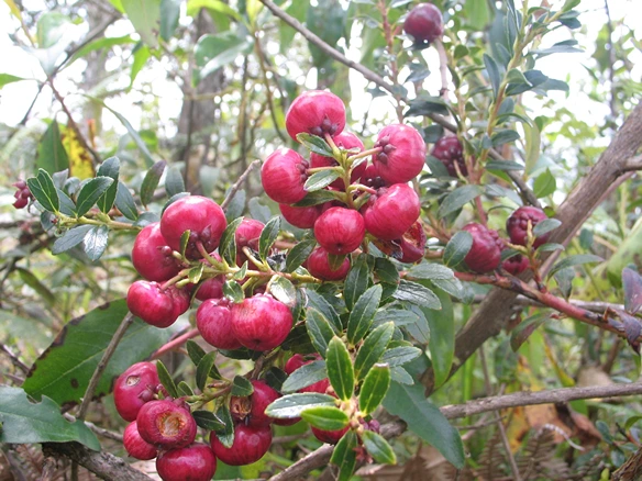 Identificación de flora nativa